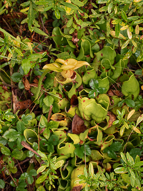 Sarracenia purpurea var. montana (Southern appalachian purple pitcherplant) #84626