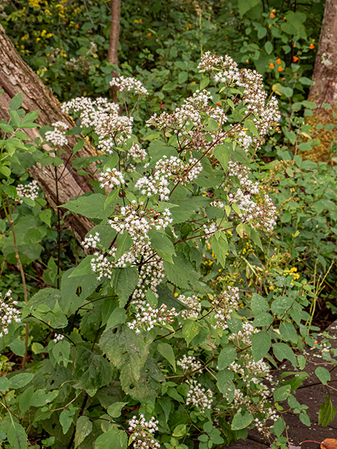 Ageratina altissima var. roanensis (Appalachian white snakeroot) #84628