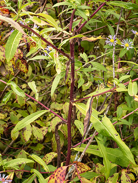Symphyotrichum puniceum var. puniceum (Purplestem aster) #84631