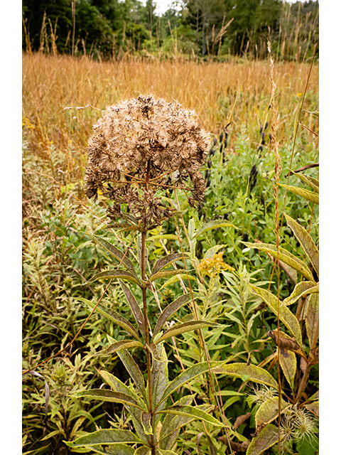 Eutrochium maculatum (Spotted joe-pye weed) #84655