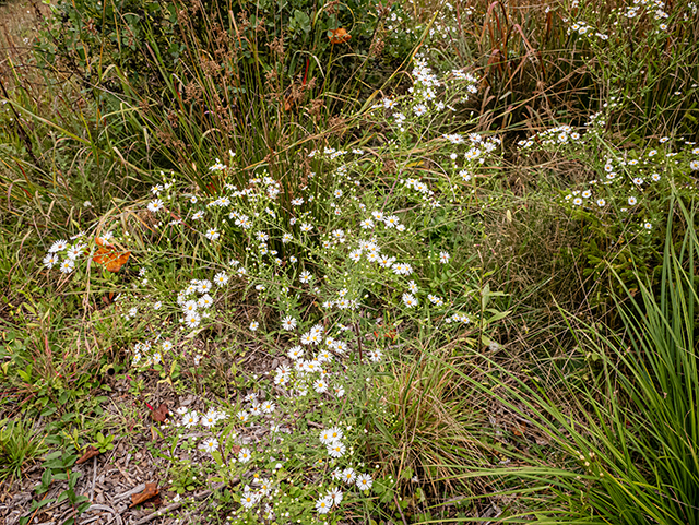 Symphyotrichum pilosum var. pilosum (Hairy white oldfield aster) #84659