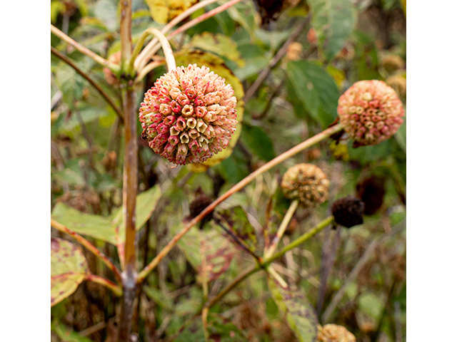 Cephalanthus occidentalis (Common buttonbush) #84678