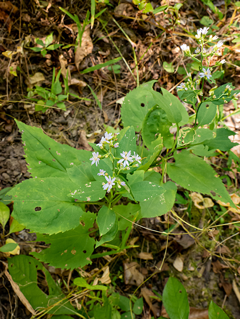 Symphyotrichum cordifolium (Broad-leaved aster) #84682