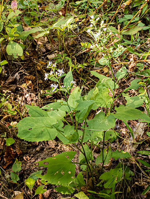 Symphyotrichum cordifolium (Broad-leaved aster) #84683