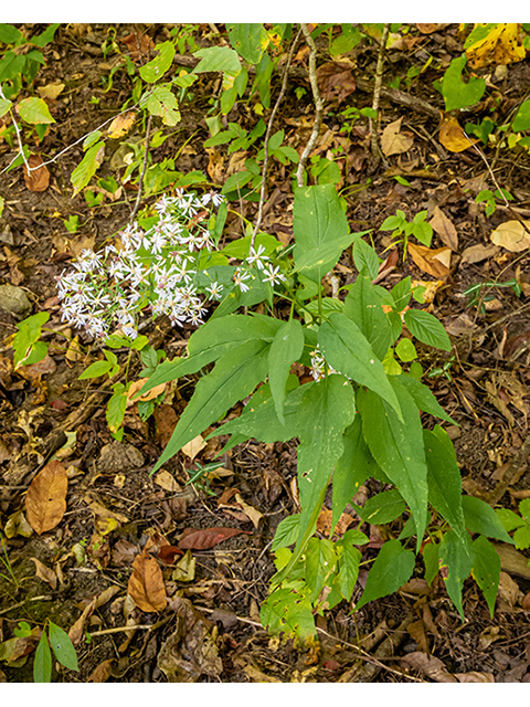 Symphyotrichum cordifolium (Broad-leaved aster) #84684