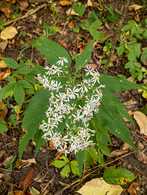 Symphyotrichum cordifolium (Broad-leaved aster) #84685