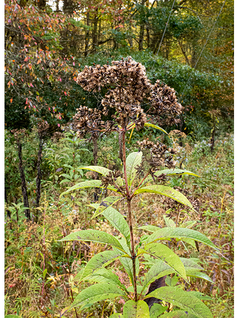 Eutrochium maculatum (Spotted joe-pye weed) #84692