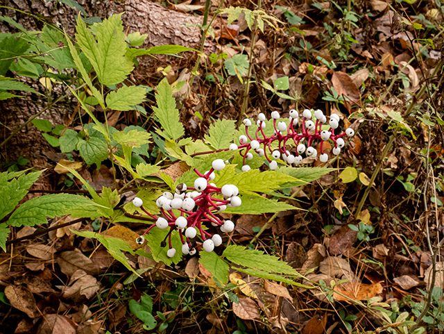 Actaea pachypoda (White baneberry) #84704