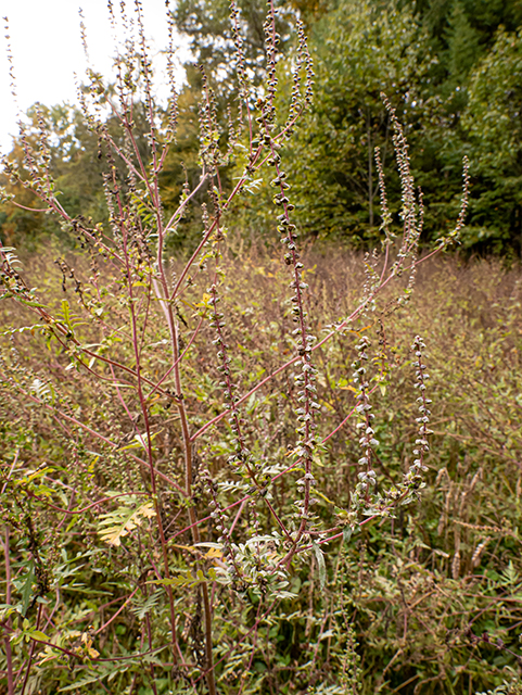 Ambrosia artemisiifolia (Annual ragweed) #84705