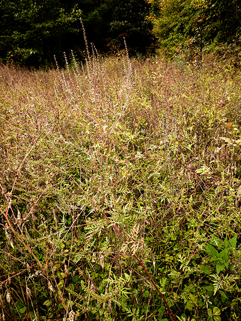 Ambrosia artemisiifolia (Annual ragweed) #84706