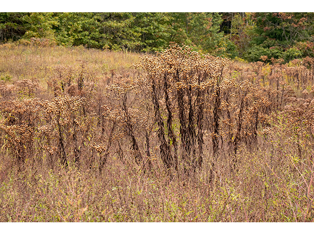 Vernonia noveboracensis (New york ironweed) #84707