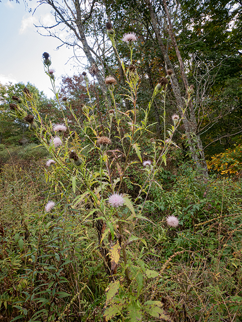 Cirsium discolor (Field thistle) #84710
