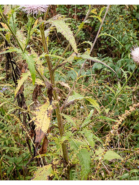 Cirsium discolor (Field thistle) #84711