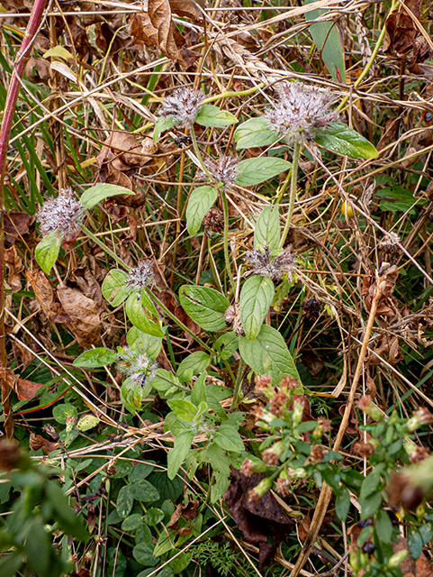 Mentha arvensis (Wild mint) #84714