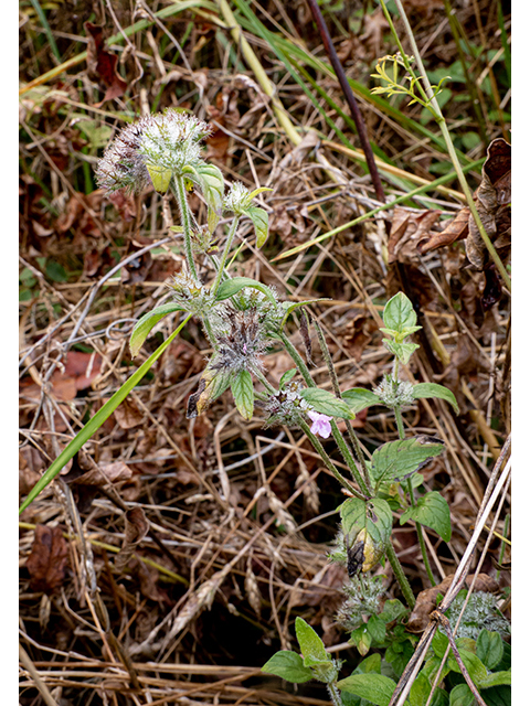 Mentha arvensis (Wild mint) #84715