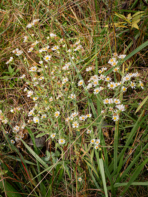 Symphyotrichum pilosum var. pilosum (Hairy white oldfield aster) #84716
