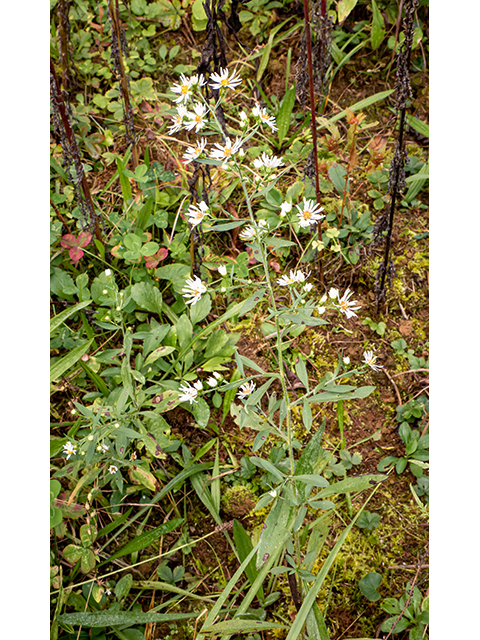 Symphyotrichum pilosum var. pilosum (Hairy white oldfield aster) #84718
