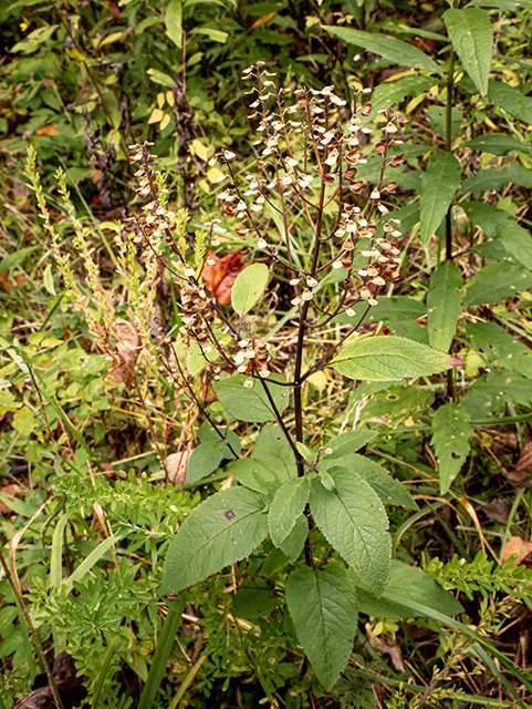 Scutellaria incana var. punctata (Hoary skullcap) #84719