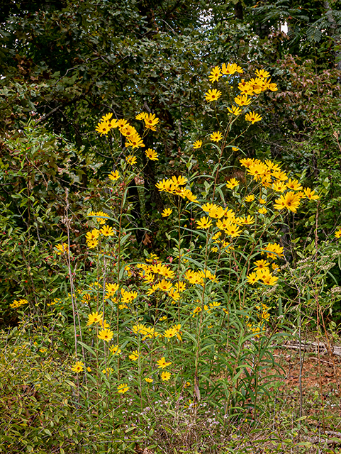 Helianthus angustifolius (Swamp sunflower) #84729