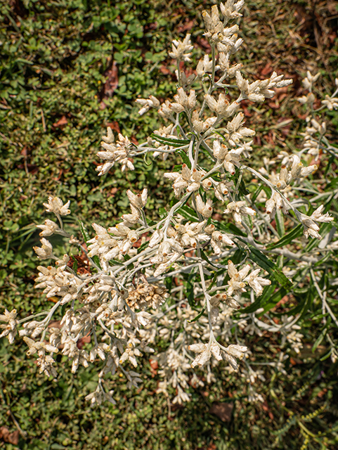 Pseudognaphalium obtusifolium ssp. obtusifolium (Blunt-leaf rabbit-tobacco) #84732