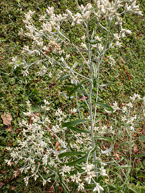 Pseudognaphalium obtusifolium ssp. obtusifolium (Blunt-leaf rabbit-tobacco) #84733