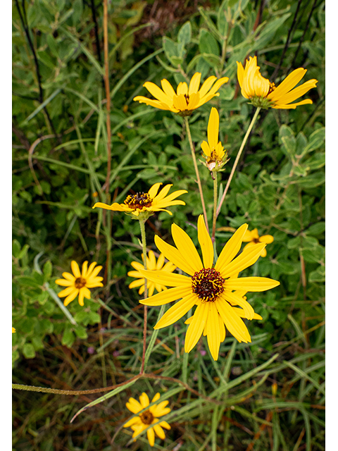 Helianthus angustifolius (Swamp sunflower) #84744