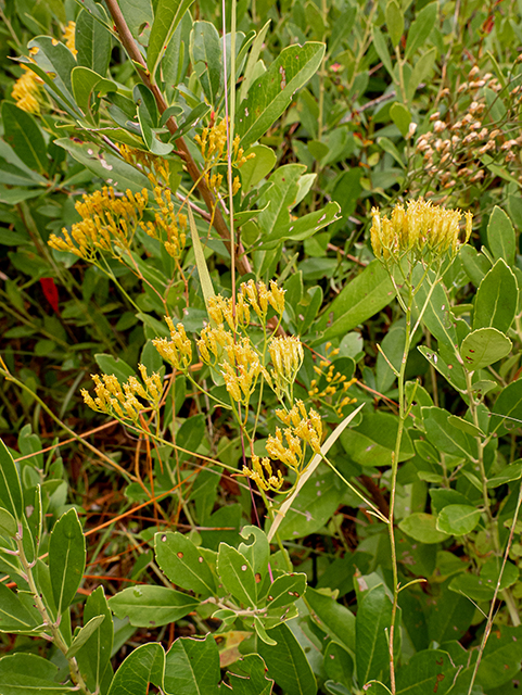 Bigelowia nudata ssp. nudata (Pineland rayless goldenrod) #84751
