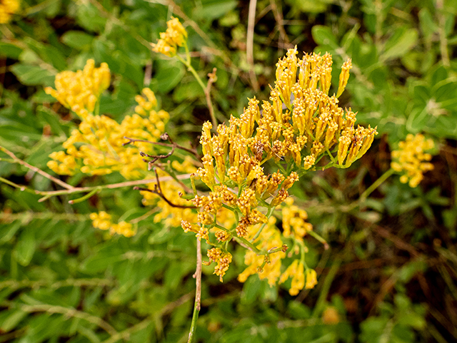 Bigelowia nudata ssp. nudata (Pineland rayless goldenrod) #84752