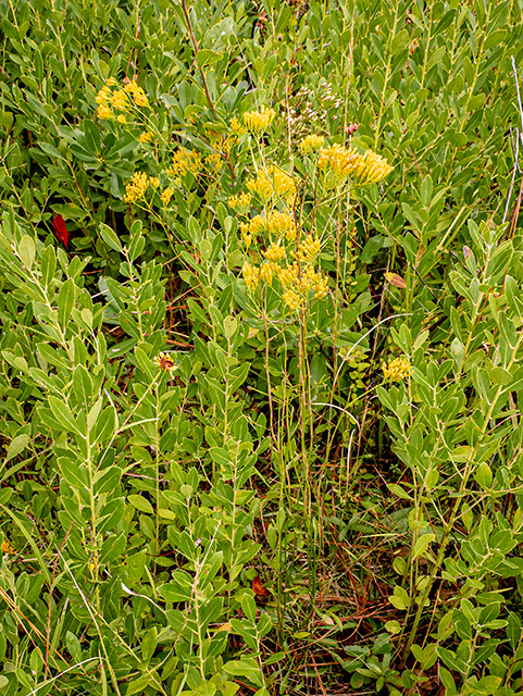 Bigelowia nudata ssp. nudata (Pineland rayless goldenrod) #84753