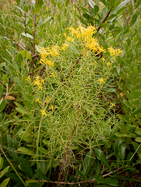 Euthamia caroliniana (Slender goldentop) #84754