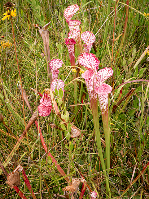 Sarracenia leucophylla (Crimson pitcherplant) #84771