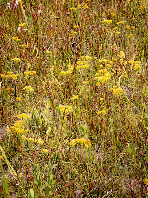 Bigelowia nudata ssp. nudata (Pineland rayless goldenrod) #84772