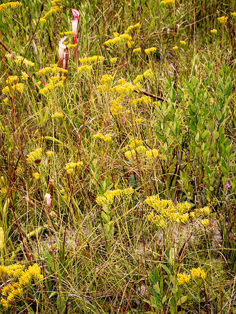 Bigelowia nudata ssp. nudata (Pineland rayless goldenrod) #84773