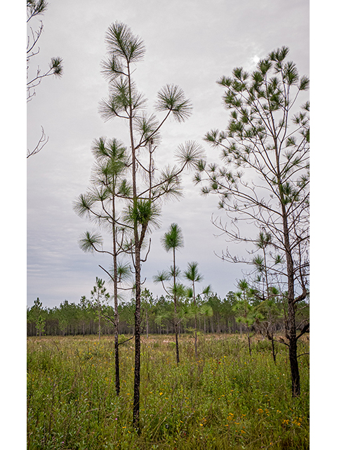 Pinus palustris (Longleaf pine) #84778