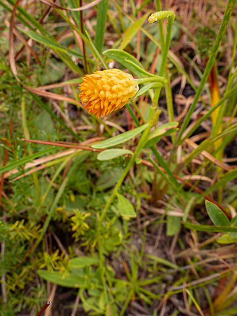 Polygala lutea (Orange milkwort) #84788