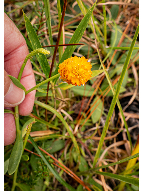 Polygala lutea (Orange milkwort) #84789