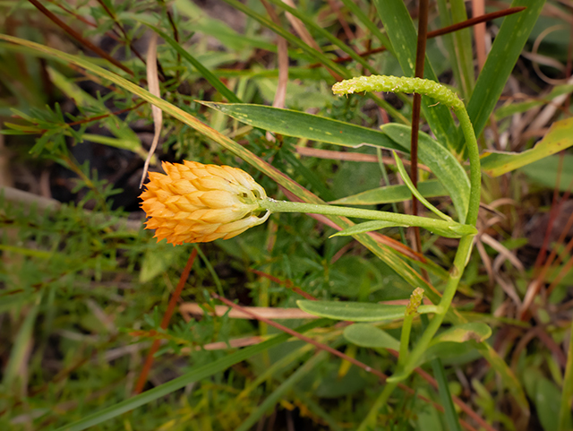 Polygala lutea (Orange milkwort) #84790