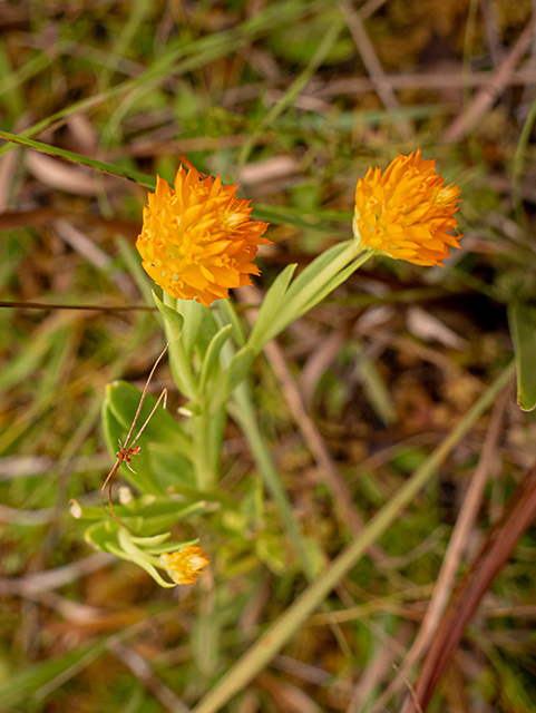 Polygala lutea (Orange milkwort) #84799