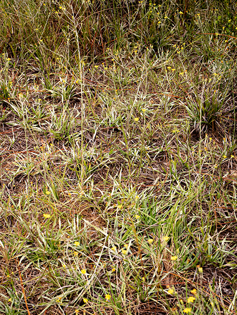 Pityopsis graminifolia (Narrowleaf silkgrass) #84801