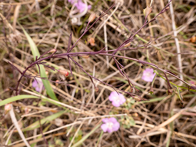 Agalinis edwardsiana (Plateau false foxglove) #84808