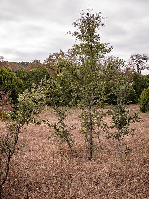Quercus sinuata var. breviloba (White shin oak) #84814