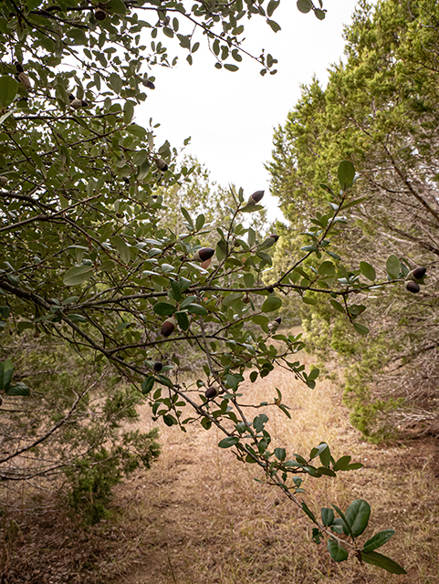 Quercus fusiformis (Escarpment live oak) #84815