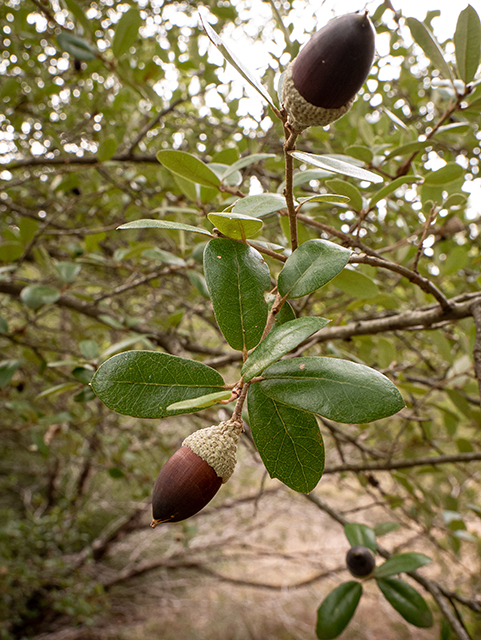 Quercus fusiformis (Escarpment live oak) #84816