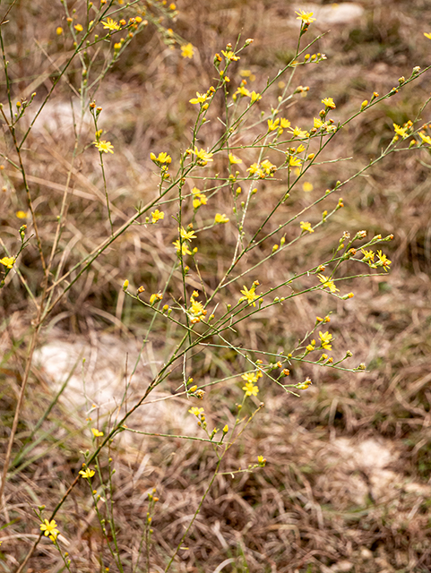 Amphiachyris dracunculoides (Prairie broomweed) #84818