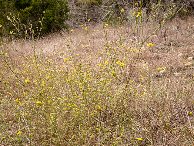 Amphiachyris dracunculoides (Prairie broomweed) #84820