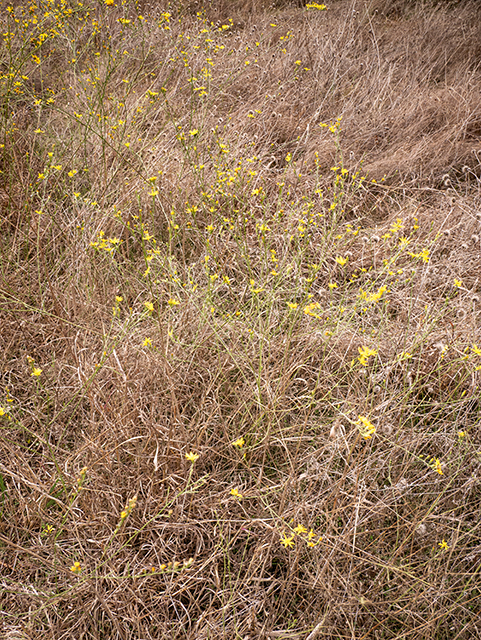 Amphiachyris dracunculoides (Prairie broomweed) #84821