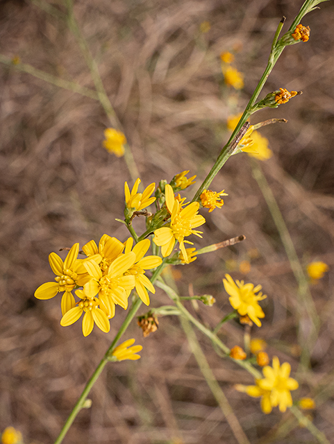 Amphiachyris dracunculoides (Prairie broomweed) #84822