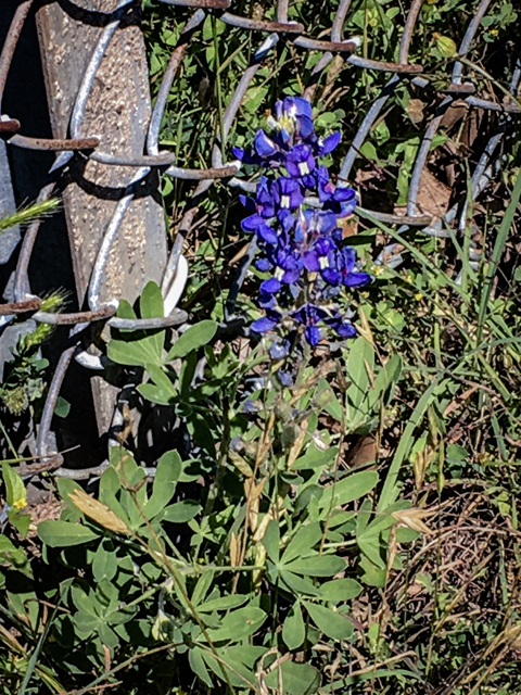 Lupinus texensis (Texas bluebonnet) #84825