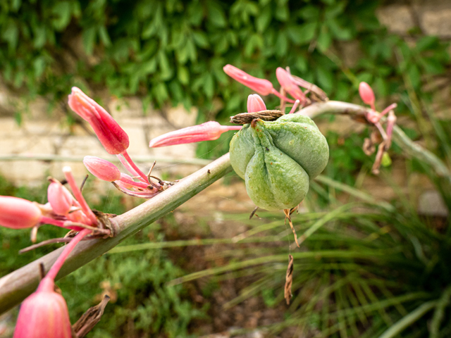 Hesperaloe parviflora (Red yucca) #84845