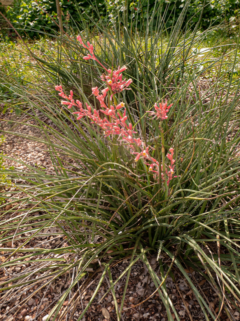Hesperaloe parviflora (Red yucca) #84847
